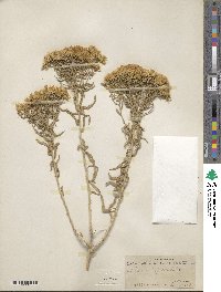 Chrysothamnus viscidiflorus subsp. lanceolatus image