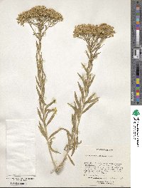 Lorandersonia linifolia image