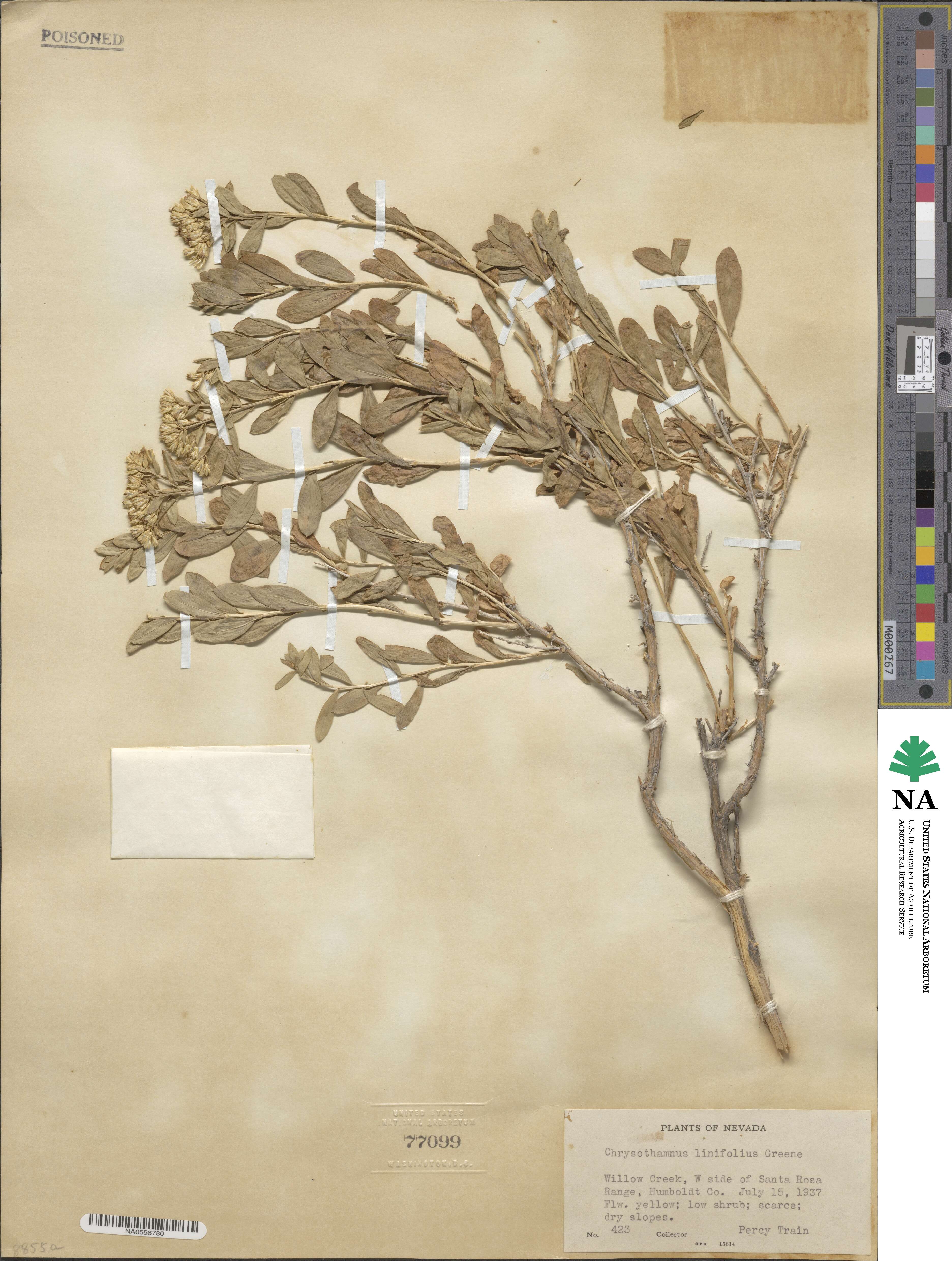 Lorandersonia linifolia image