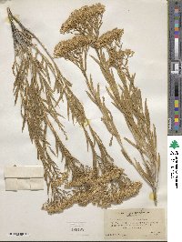 Lorandersonia linifolia image