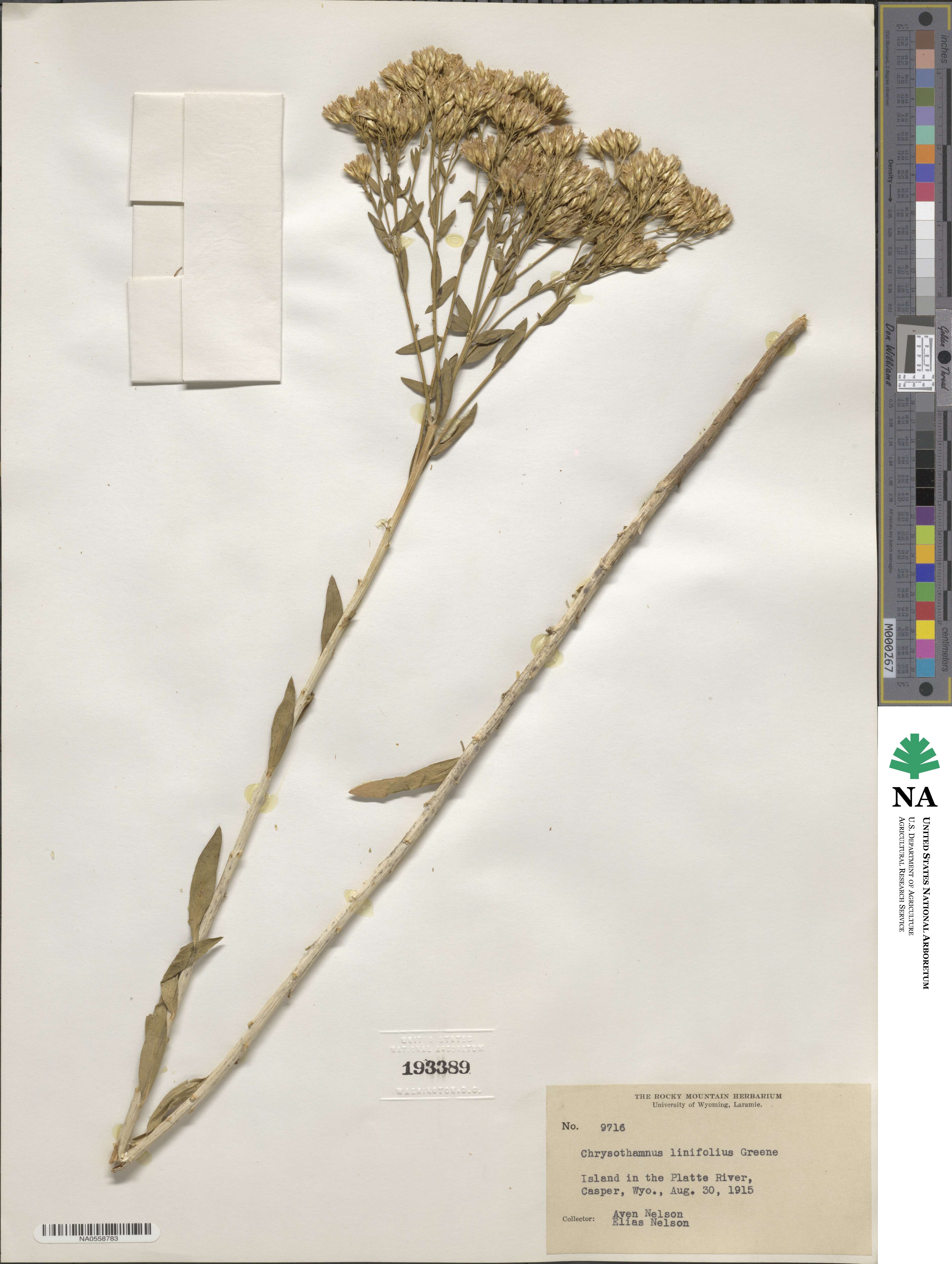 Lorandersonia linifolia image