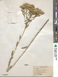 Lorandersonia linifolia image