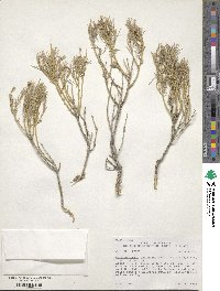 Ericameria nauseosa image