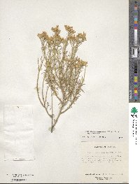 Ericameria nauseosa image