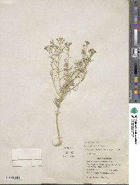 Ericameria nauseosa image