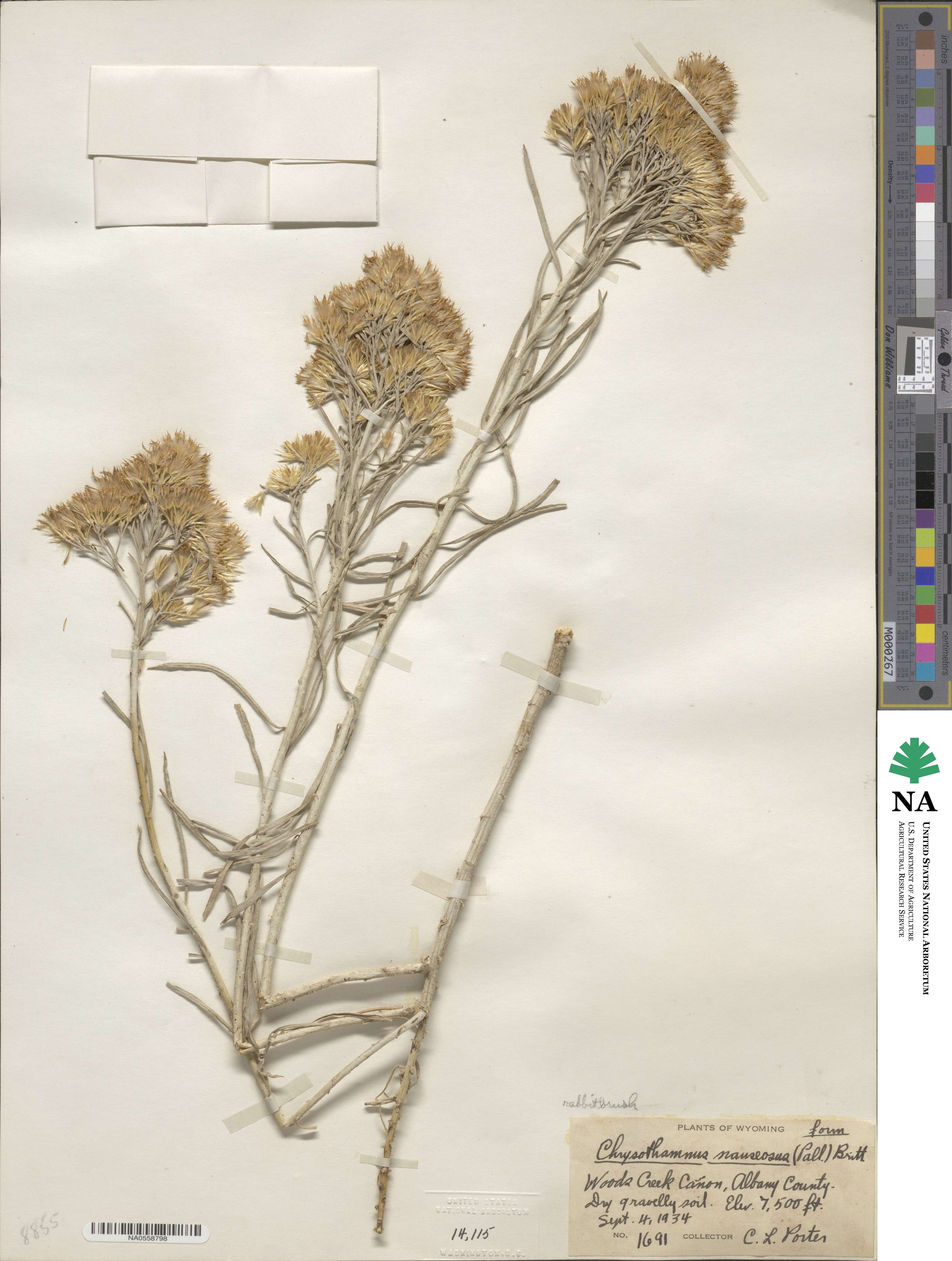 Ericameria image