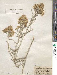 Ericameria nauseosa image