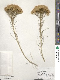 Ericameria nauseosa image