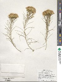 Ericameria nauseosa image