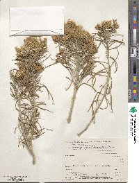 Ericameria nauseosa image