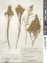 Ericameria nauseosa image