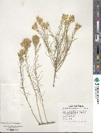 Ericameria nauseosa image