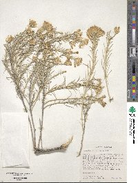 Ericameria nauseosa image