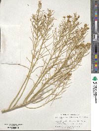 Ericameria nauseosa image