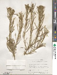 Ericameria nauseosa image