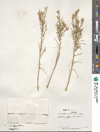 Ericameria nauseosa image