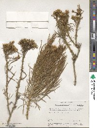 Ericameria nauseosa image