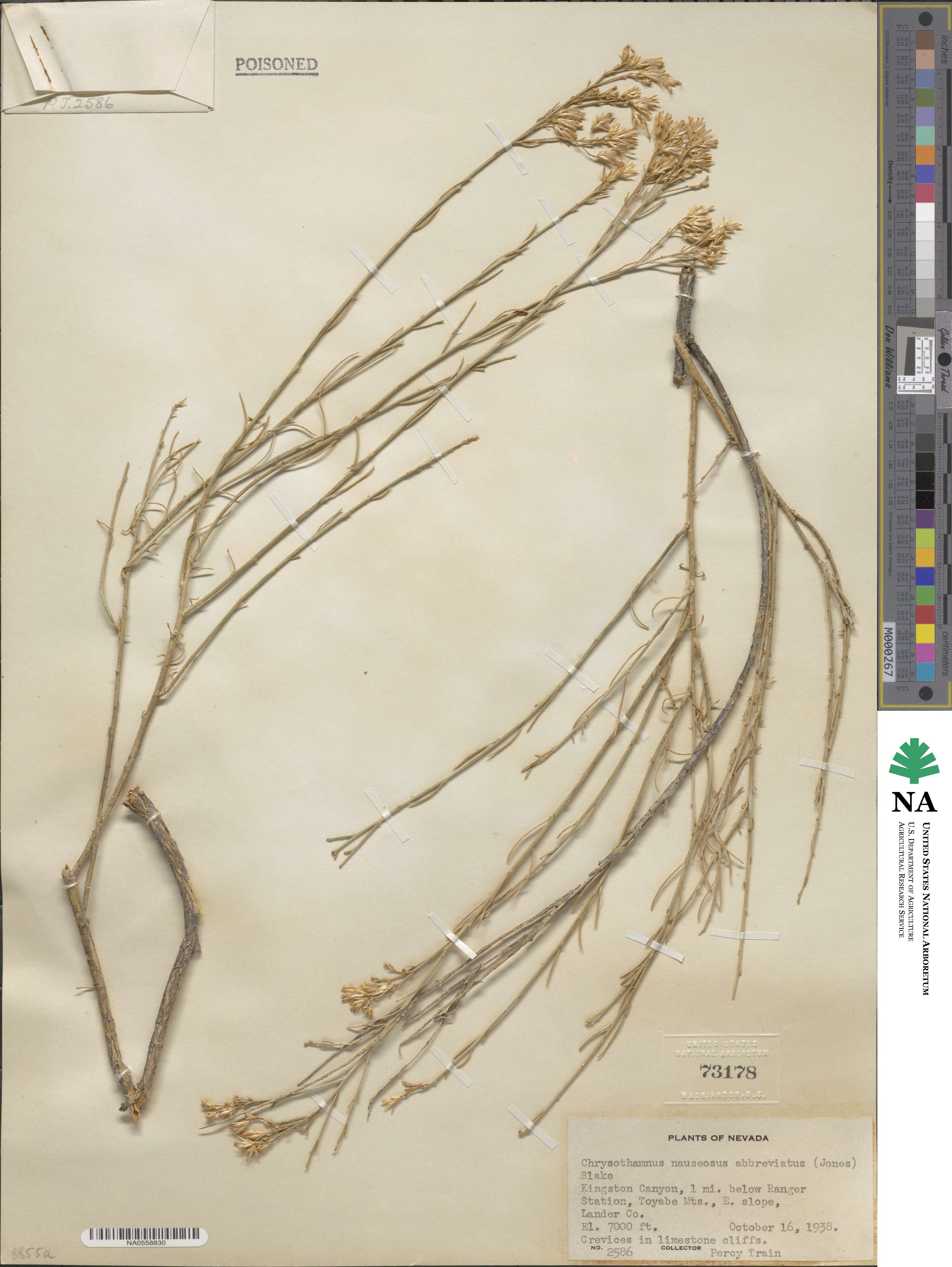 Ericameria nauseosa var. leiosperma image