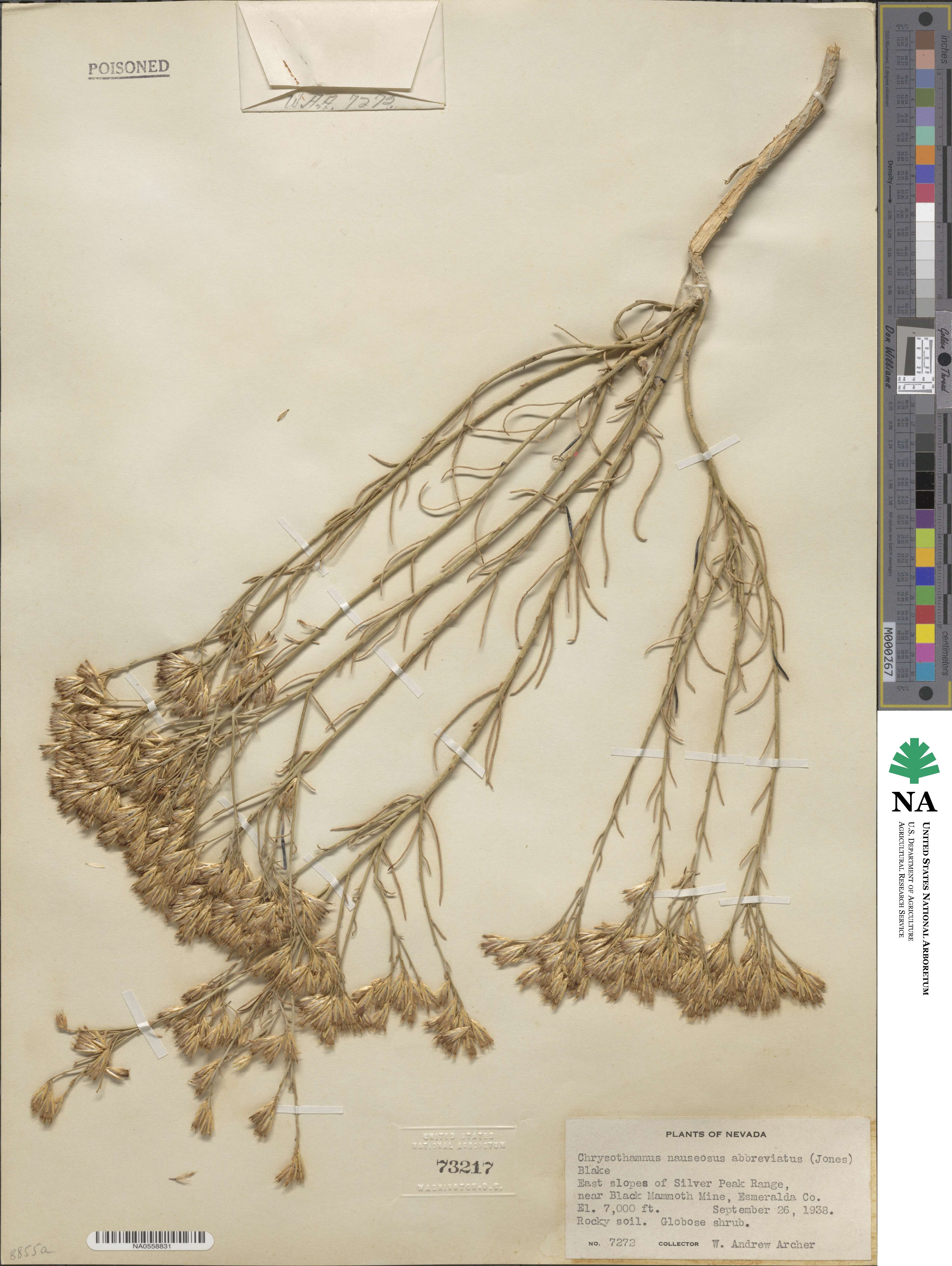 Ericameria nauseosa var. leiosperma image