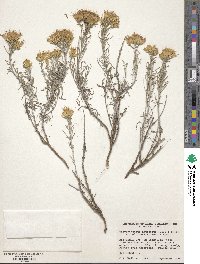 Ericameria nauseosa var. speciosa image