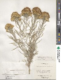 Ericameria nauseosa image