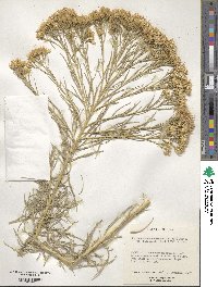 Ericameria nauseosa image