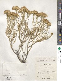 Ericameria nauseosa var. speciosa image