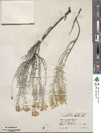 Ericameria nauseosa var. speciosa image