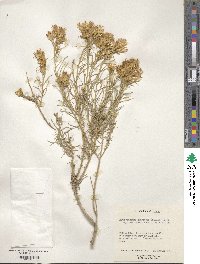 Ericameria nauseosa var. speciosa image