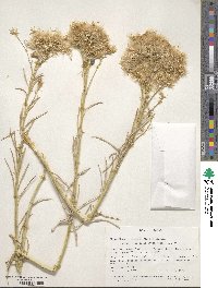 Ericameria nauseosa var. speciosa image