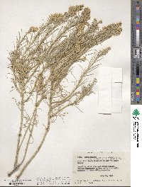 Ericameria nauseosa image