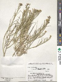 Ericameria nauseosa image