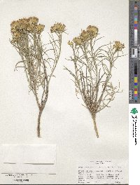 Ericameria nauseosa image