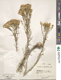 Ericameria nauseosa var. leiosperma image