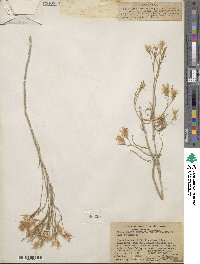 Ericameria nauseosa image