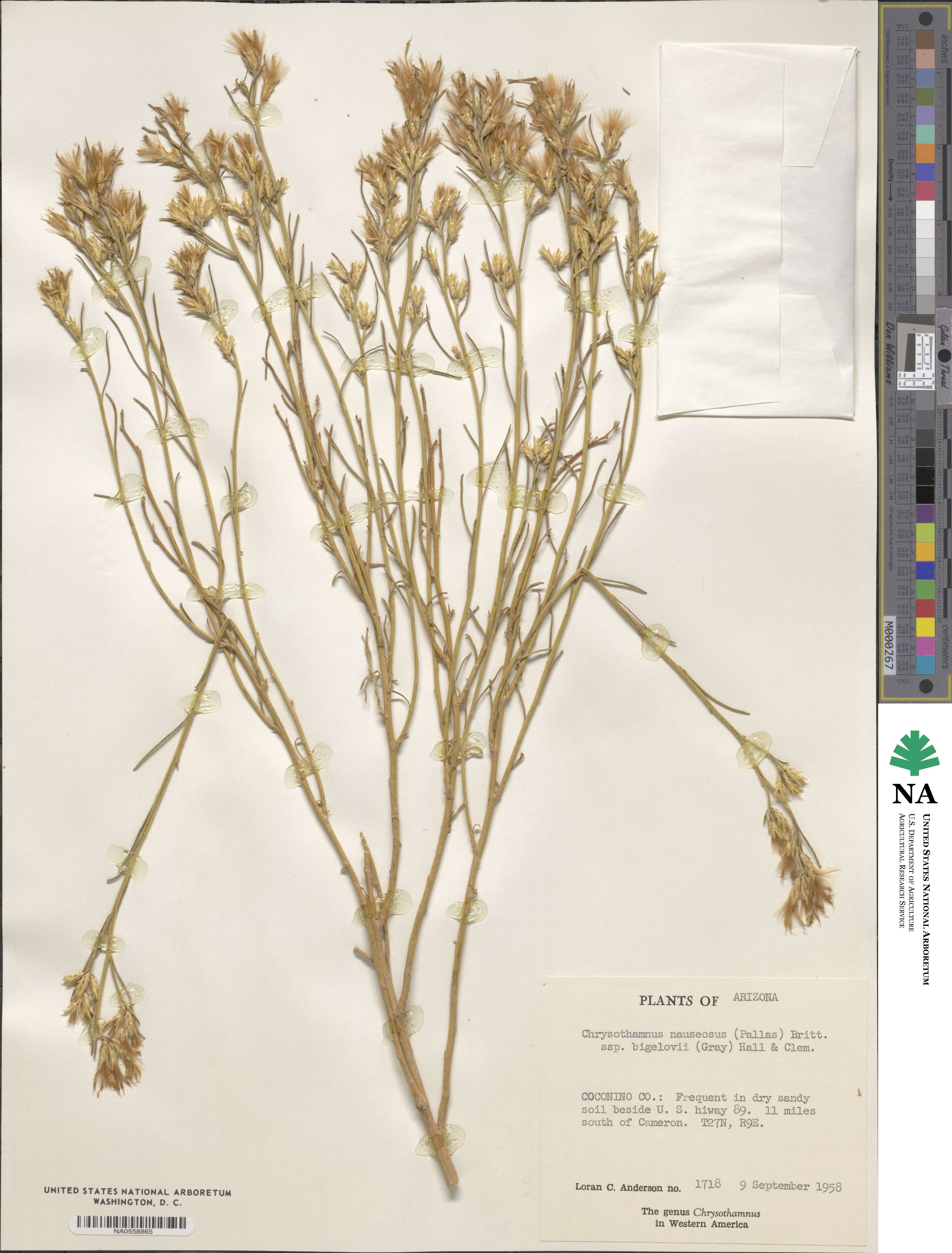 Ericameria nauseosa var. bigelovii image