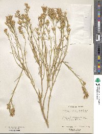 Ericameria nauseosa var. bigelovii image