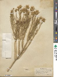 Ericameria nauseosa var. ceruminosa image