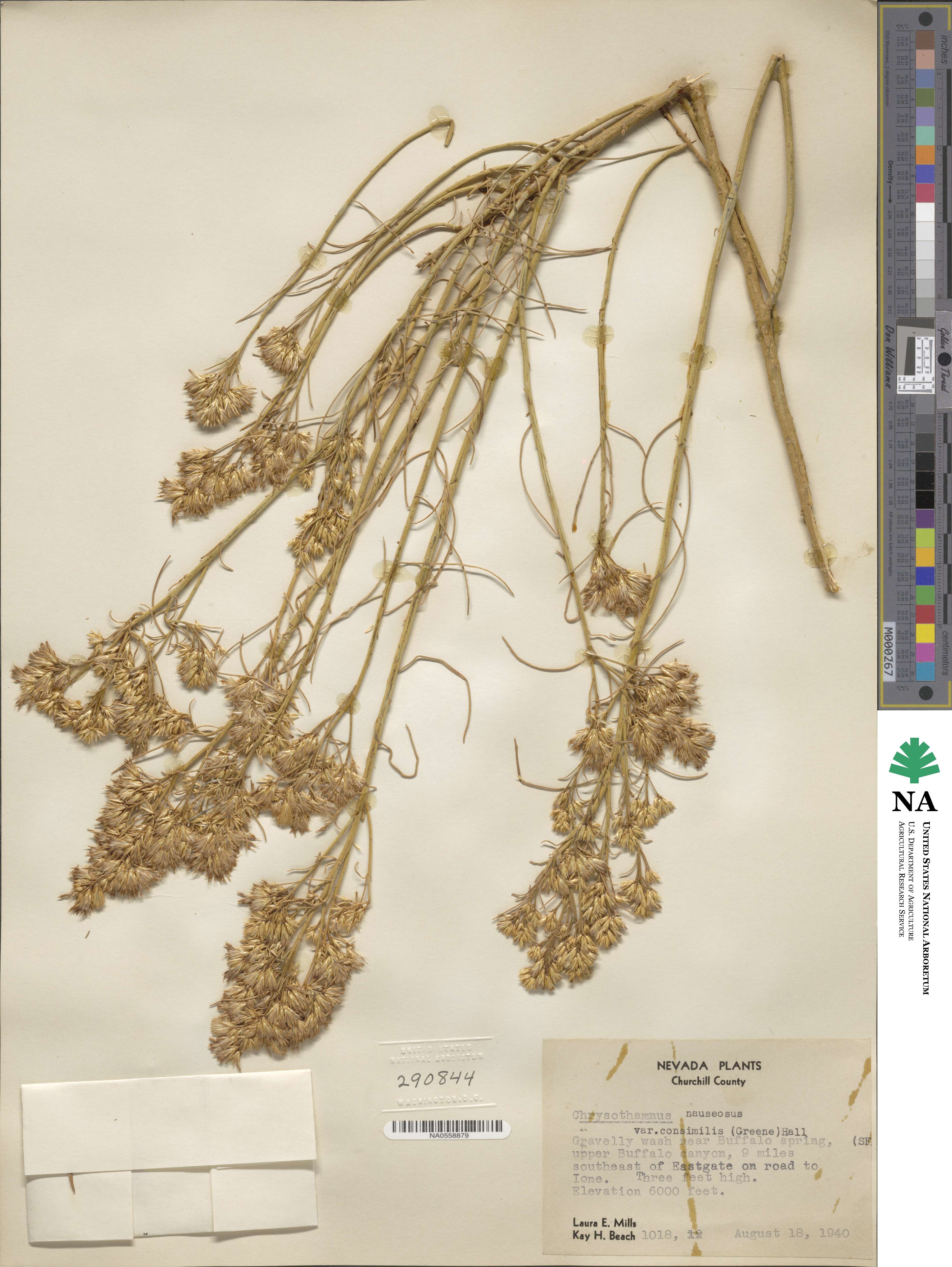 Ericameria nauseosa image