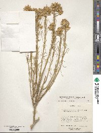 Ericameria nauseosa image