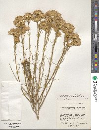 Ericameria nauseosa image