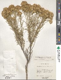 Ericameria nauseosa var. ceruminosa image