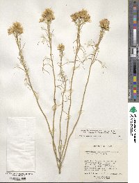 Ericameria nauseosa var. ceruminosa image