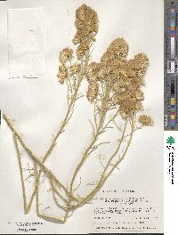 Ericameria nauseosa var. ceruminosa image