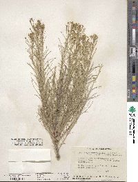 Ericameria nauseosa var. ceruminosa image