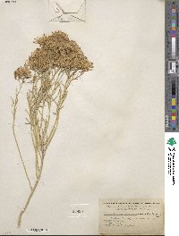 Ericameria nauseosa var. ceruminosa image