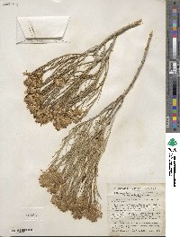 Ericameria nauseosa var. ceruminosa image