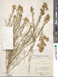 Ericameria nauseosa var. ceruminosa image