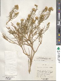 Ericameria nauseosa image