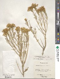 Ericameria nauseosa var. ceruminosa image